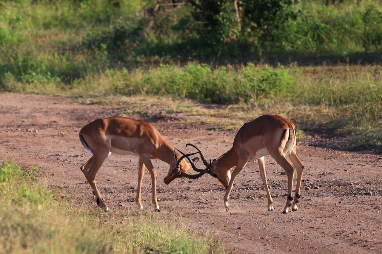 Wildlife scene supporting destination travel across the Victoria Falls region.